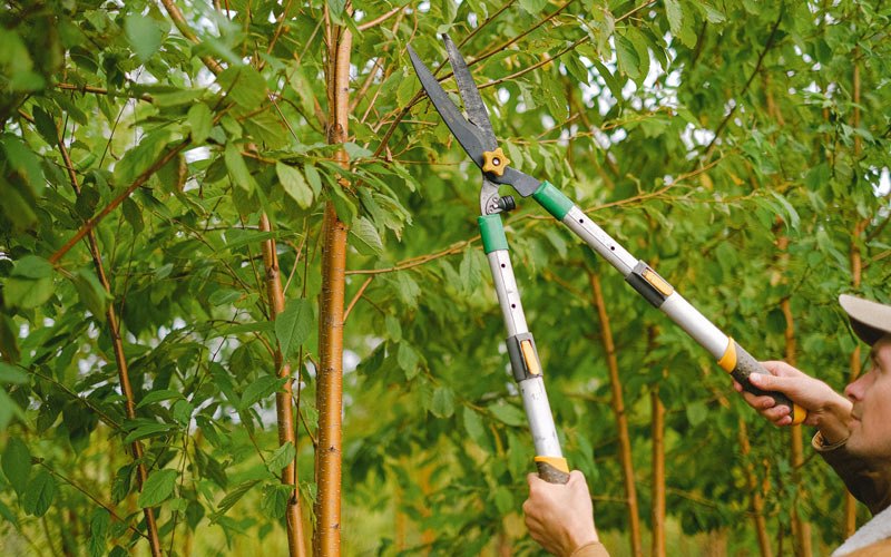 Tree trimming in Milesville, SD